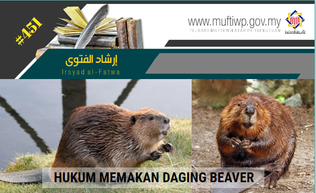 IF 451 beaver