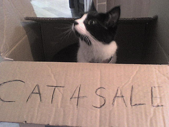 Pejabat Mufti Wilayah Persekutuan - hukum jual beli kucing